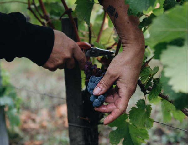 Agriculture biologique & biodiversité : protéger les habitats